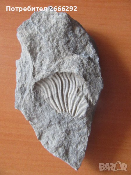 Фосил 3, снимка 1