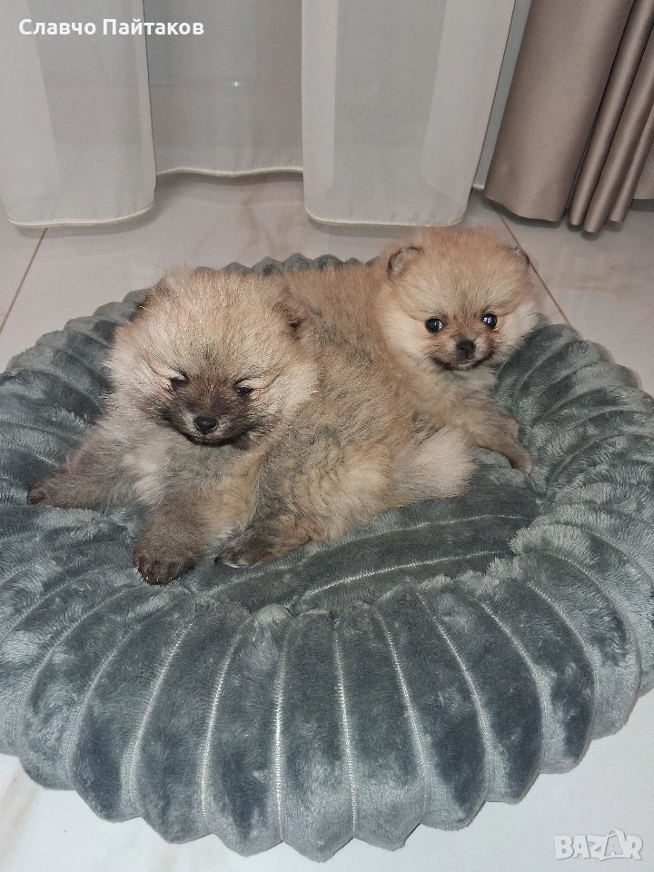 померан, снимка 1