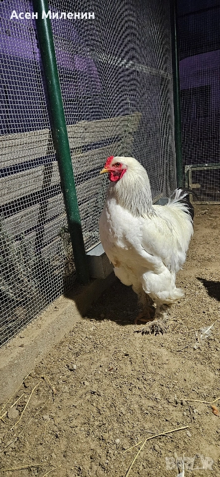 Продавам два Петела виандот и един брама - на шест месеца и половина ", снимка 1