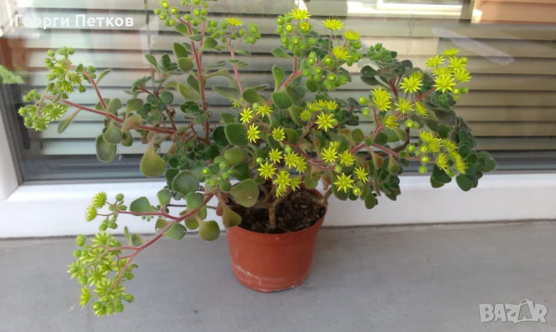 Дървото на Парите-Айхризон -около 10см., снимка 1