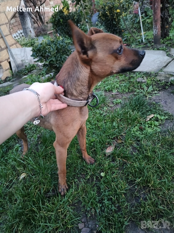 Продавам мъжки пинчер, снимка 1