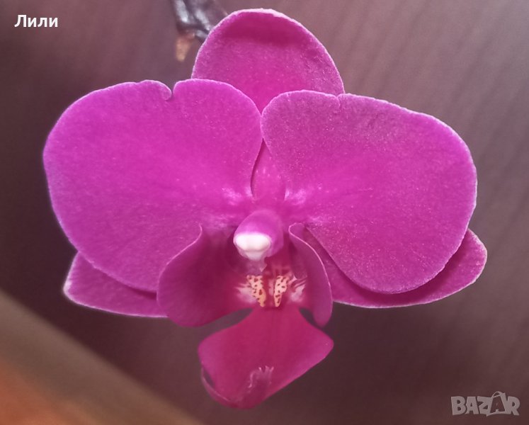 Орхидея фаленопсис мултифлора , снимка 1