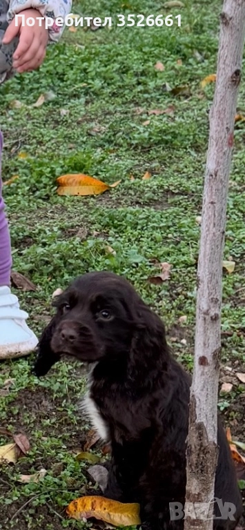 кокер-спрингел, снимка 1