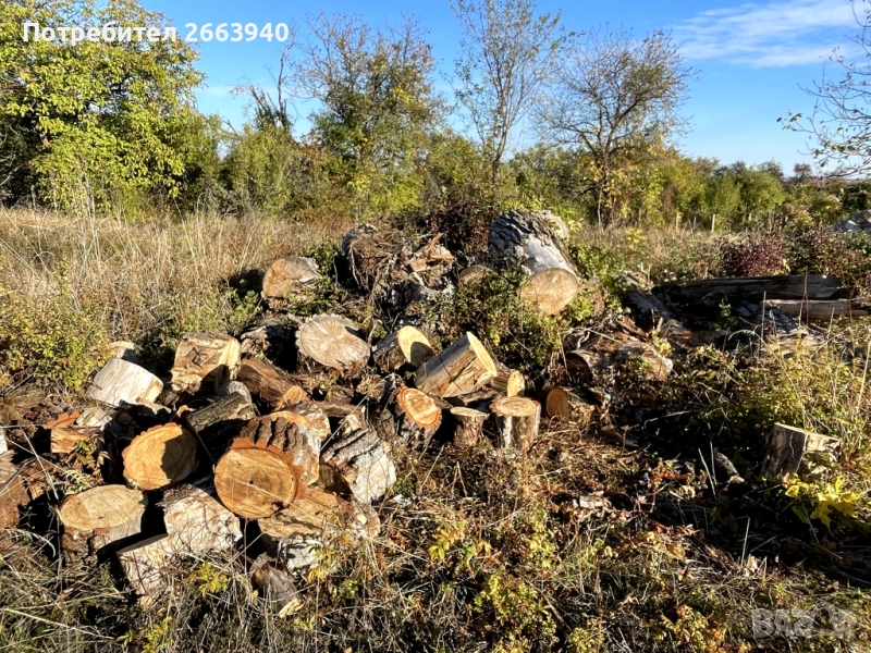 Трупи/дърва за огрев, снимка 1