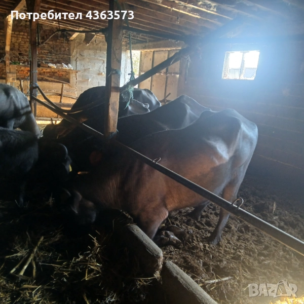  Продавам биволи и овце, снимка 1