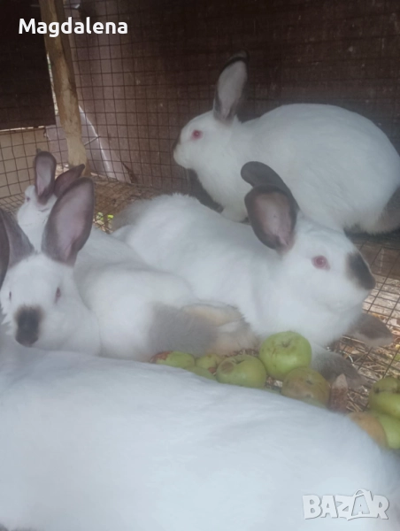 Калифорнийски зайчета , снимка 1