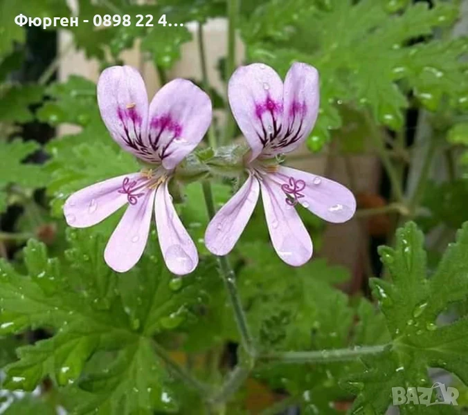 Индрише Обикновенно 7,50 и Индрише Шарено против комари за 12лв, снимка 1