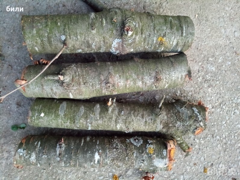 Дива череша , снимка 1