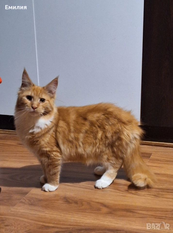 Мейн Куун, снимка 1