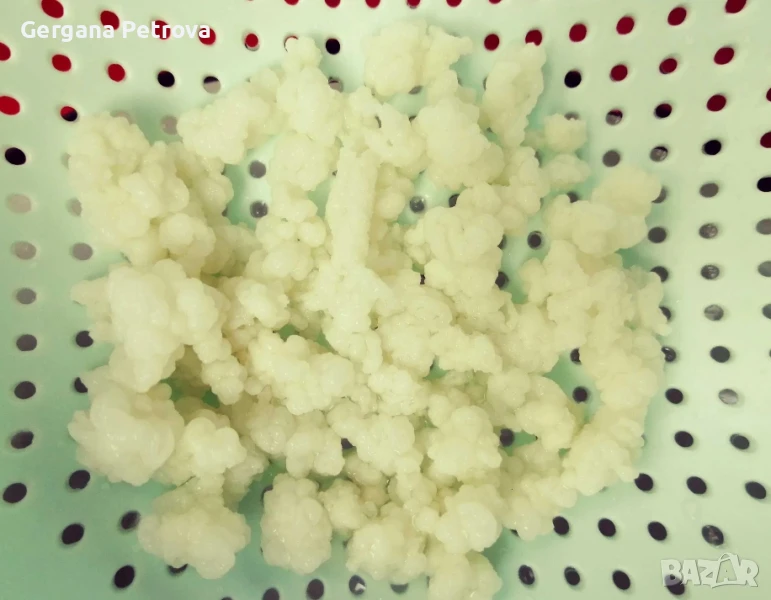 Кефирена Млечна Тибетска Гъба, снимка 1