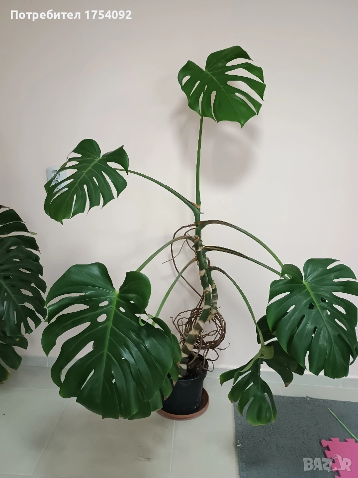 Monstera Deliciosa, снимка 1