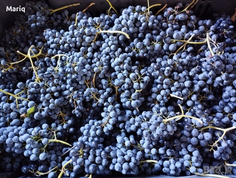 0,98 лв/кг Винени сортове грозде, снимка 1