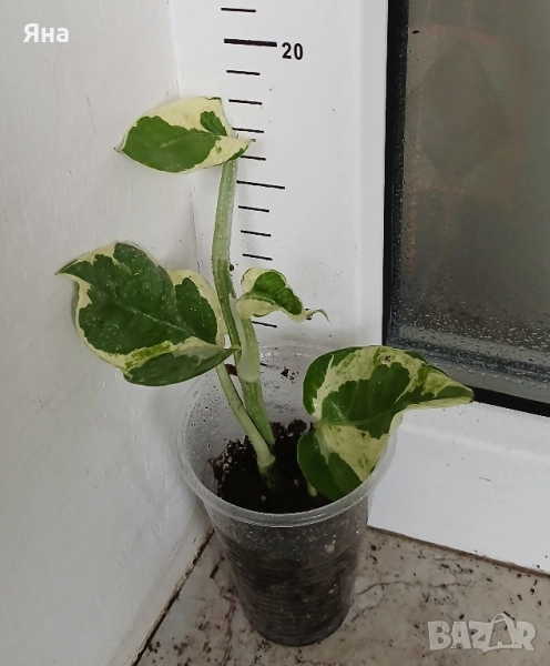 Епипремнум n'joy, снимка 1