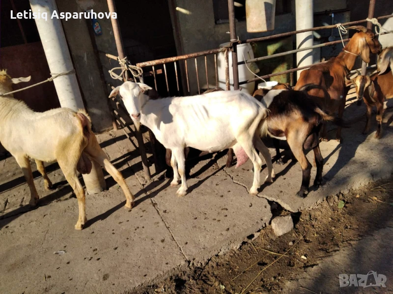 Продавам кози, пръчове, и ярета, снимка 1