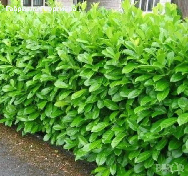 Лавровишна новита , снимка 1