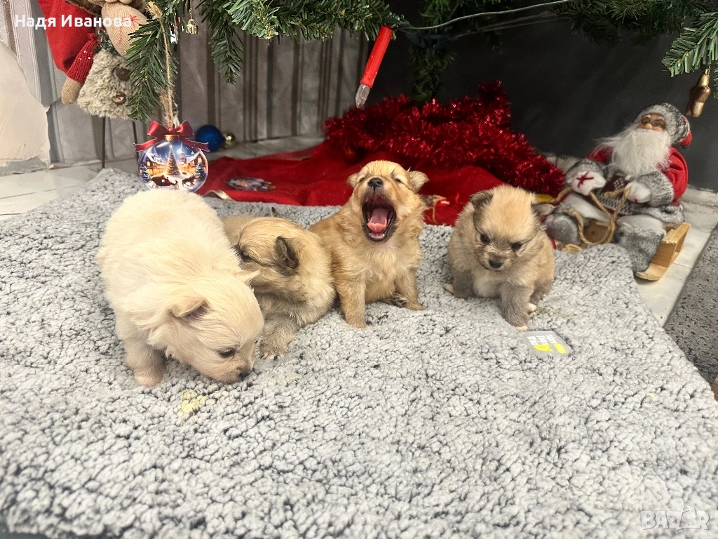 Шпиц, снимка 1