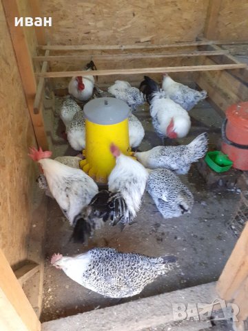 СРЕБЪРНО БРЕЗЕ -РАЗПЛОДНИ ЯЙЦА, снимка 13 - Кокошки и пуйки - 35769991