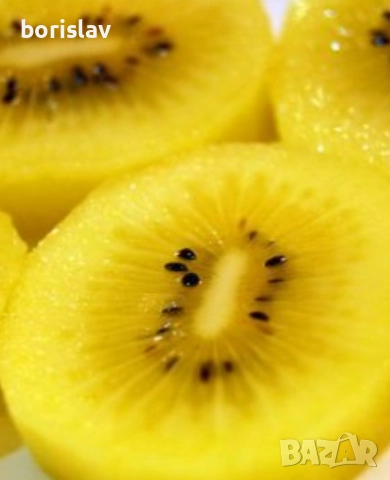 Едро Златно киви Сорели - Голд киви(Gold kiwi - Soreli), снимка 3 - Разсади - 49013324