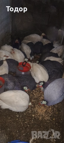 Токачки  и петлета орпингтон и виандот., снимка 4 - Кокошки и пуйки - 52817728