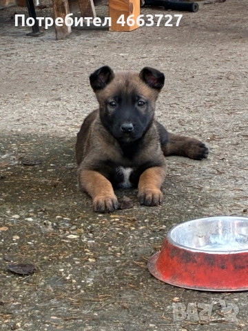 Продавам Белгийски овчарки, снимка 5 - Белгийска овчарка - 52579124