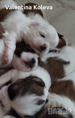 шест щастие любов, порода Ши Тцу , снимка 2 - Ши Тцу - 52838430