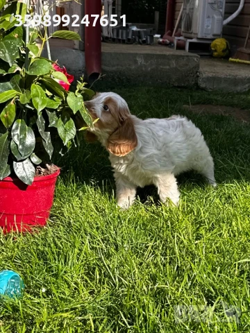 Кокер шпаньол , снимка 1