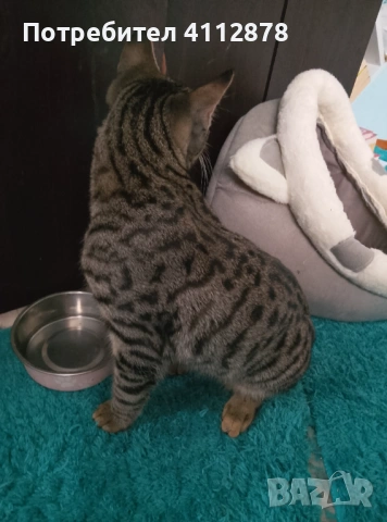 Домашно мъжко коте на 7мес., снимка 4 - Други - 53455464