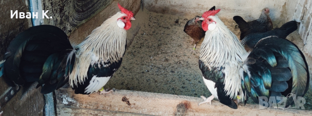 Продавам сребърен Розкомб., снимка 3 - Кокошки и пуйки - 44640537