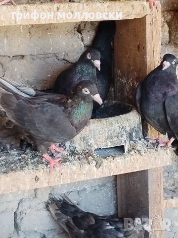 Гълъби на глас и въртене , снимка 10 - Гълъби - 51800997