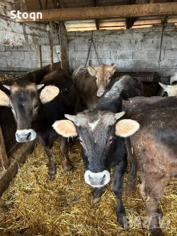Продавам 5 Телета, снимка 2 - Крави - 52835390