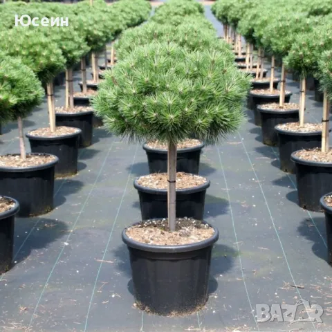 Фиданки от борчета, снимка 7 - Разсади - 48454749