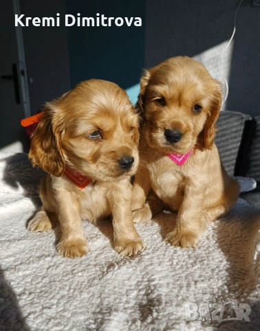 Английски кокер шпаньол бебета с ваксина и паспорт , снимка 6 - Шпаньоли - 53074657