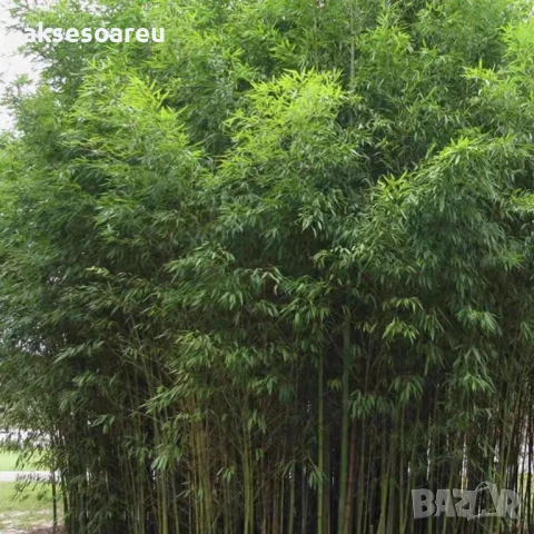 Качествени Семена от бамбук Bambusa arundinacea бързо растящи бамбукови растения за украса на дома, снимка 7 - Сортови семена и луковици - 50483666