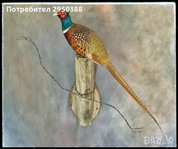 Препарирани фазани, снимка 6 - Други - 48732216