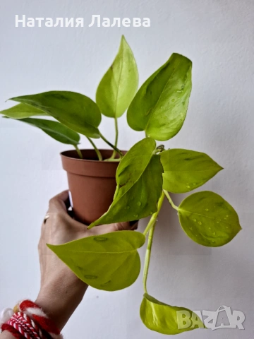 Епипремнум Epipremnum Champs Élysées