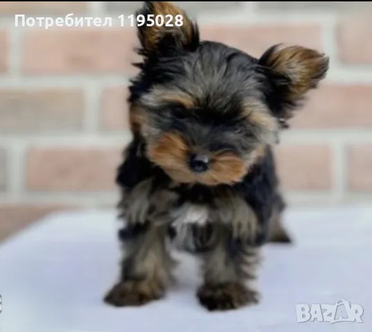 Йорки  - Йоркширски териер  джудже, снимка 2 - Йоркширски териер - 34814741