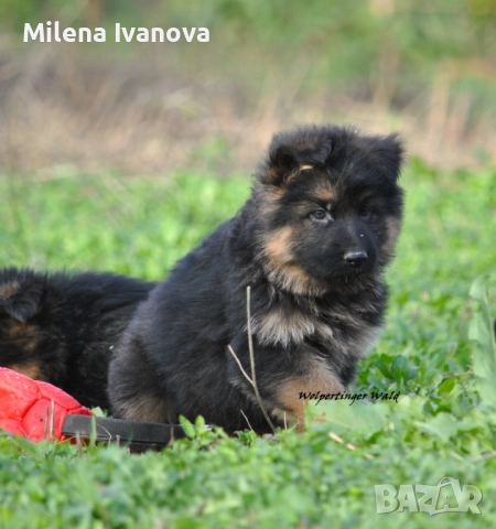 Мъжки немски овчарки с ДЪЛЪГ косъм , снимка 9 - Немска овчарка - 52510345