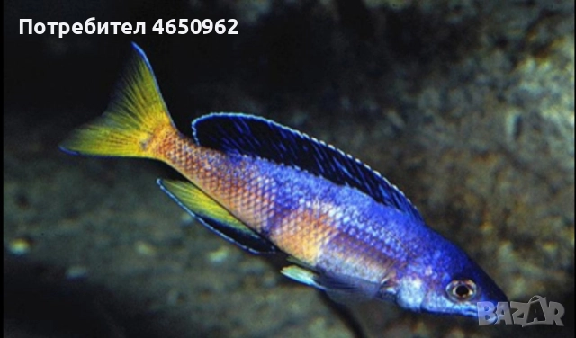 Аквариумни риби, африкански цихлиди от езерото Танганика, снимка 15 - Рибки - 52416463