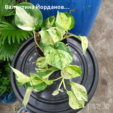 разкошни стайни растения , снимка 12 - Стайни растения - 56140195