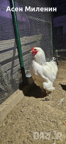 Продавам два Петела виандот и един брама - на шест месеца и половина "