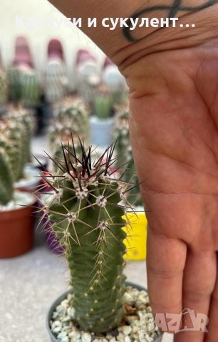 Кактуси Echinocereus Triglochidiatus, снимка 3 - Градински цветя и растения - 44326095