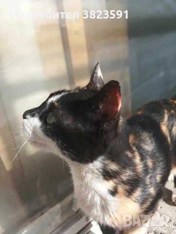 Търсим дом на женско котенце с направени ваксини, паспорт и изследвания, снимка 7 - Други - 52398990
