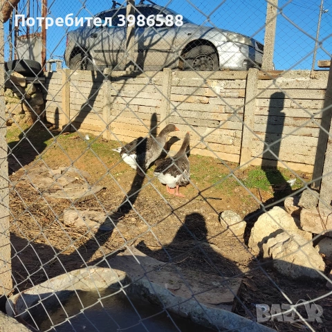 Гъски чифт къдрави гъски, снимка 3 - други­ - 52710322