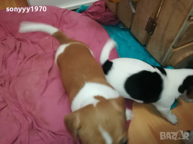 ДЖАК РЪСЕЛ ТЕРИЕР-БЕБЕТА РОДЕНИ НА 19-ТИ ДЕКЕМВРИ 0202251953, снимка 12 - Джак ръсел териер - 48934625