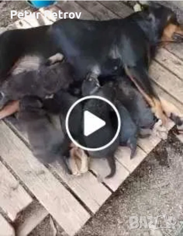 Подарявам кученца родени на 14.07.2025 год.