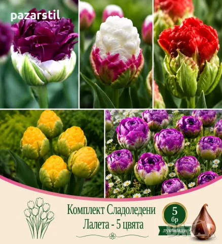 Луковици за Сладоледено лале - комплект от 5 различни цвята 
