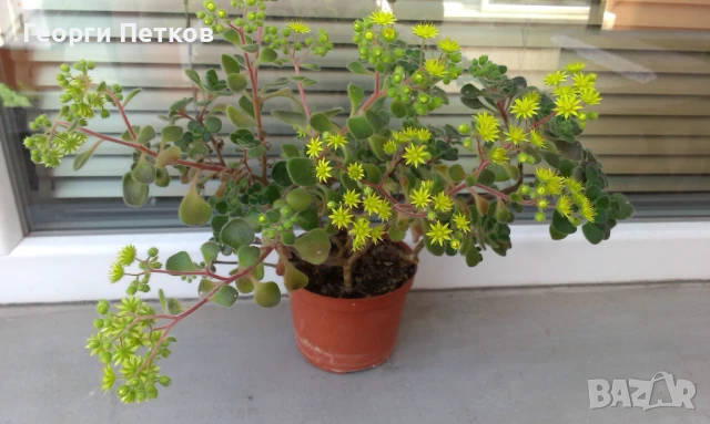 Дървото на Парите-Айхризон -около 10см.