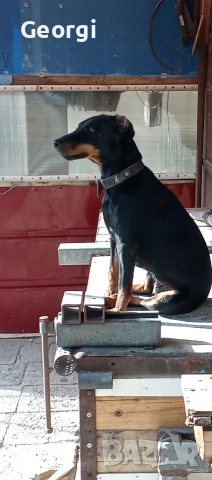 Продавам 6 бр. малки кучета ягтериери.родени на 28.01.26г., снимка 6 - Ягдтериер - 53265603