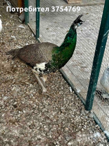 Пауни индийски на 1 година и половина, снимка 2 - други­ - 51788811