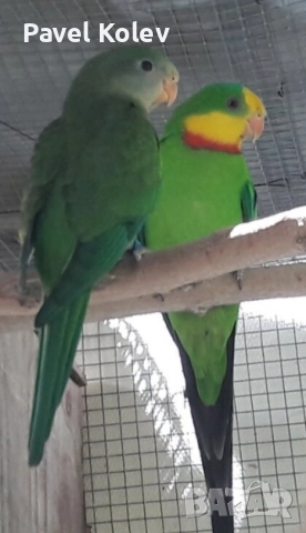 Коледна промоция на папагали , снимка 16 - Папагали - 52658143